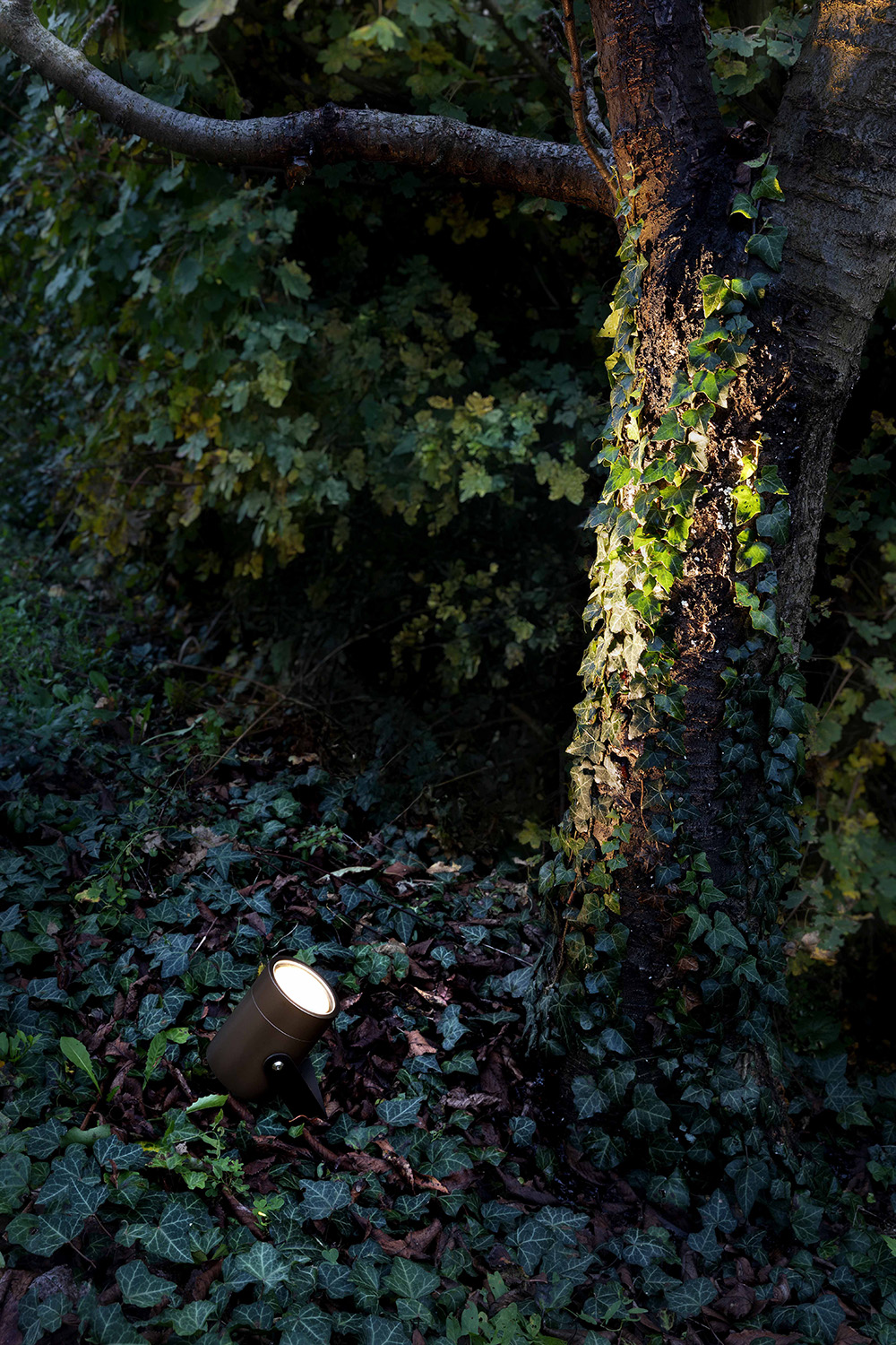 Lux Spot at the base of a tree among ivy